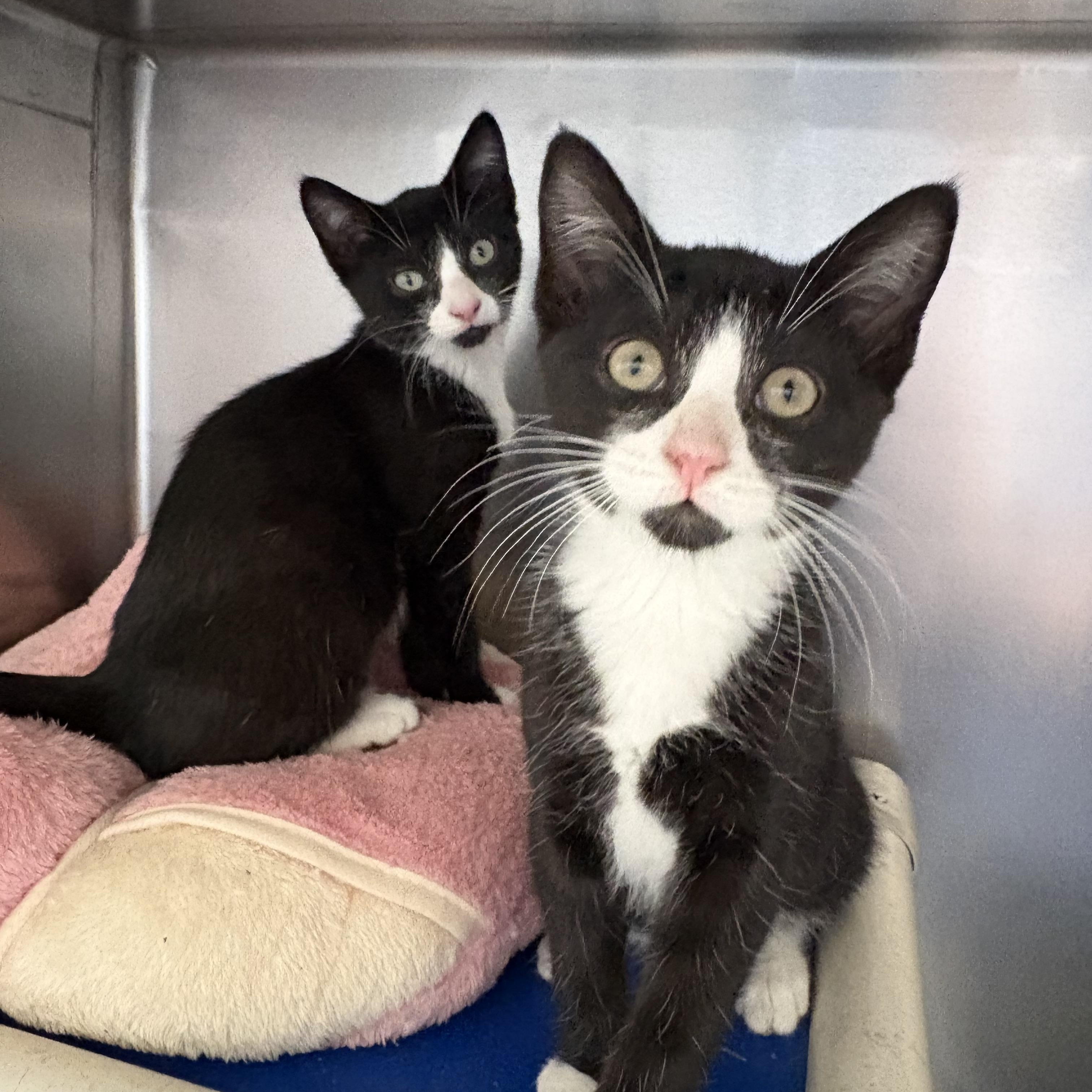 Rose and Zinnia, ADOPTABLE, Kitten Female Domestic Short Hair.