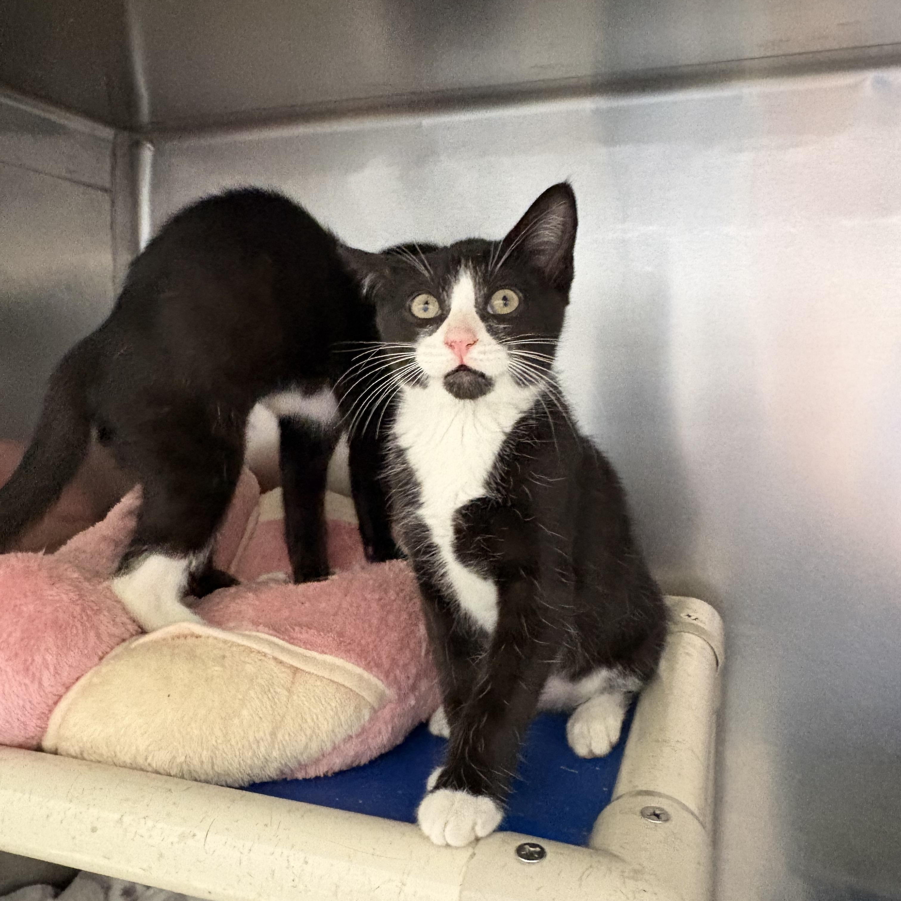 Rose and Zinnia, a ADOPTABLE Domestic Short Hair in Wantagh, NY image 2/3