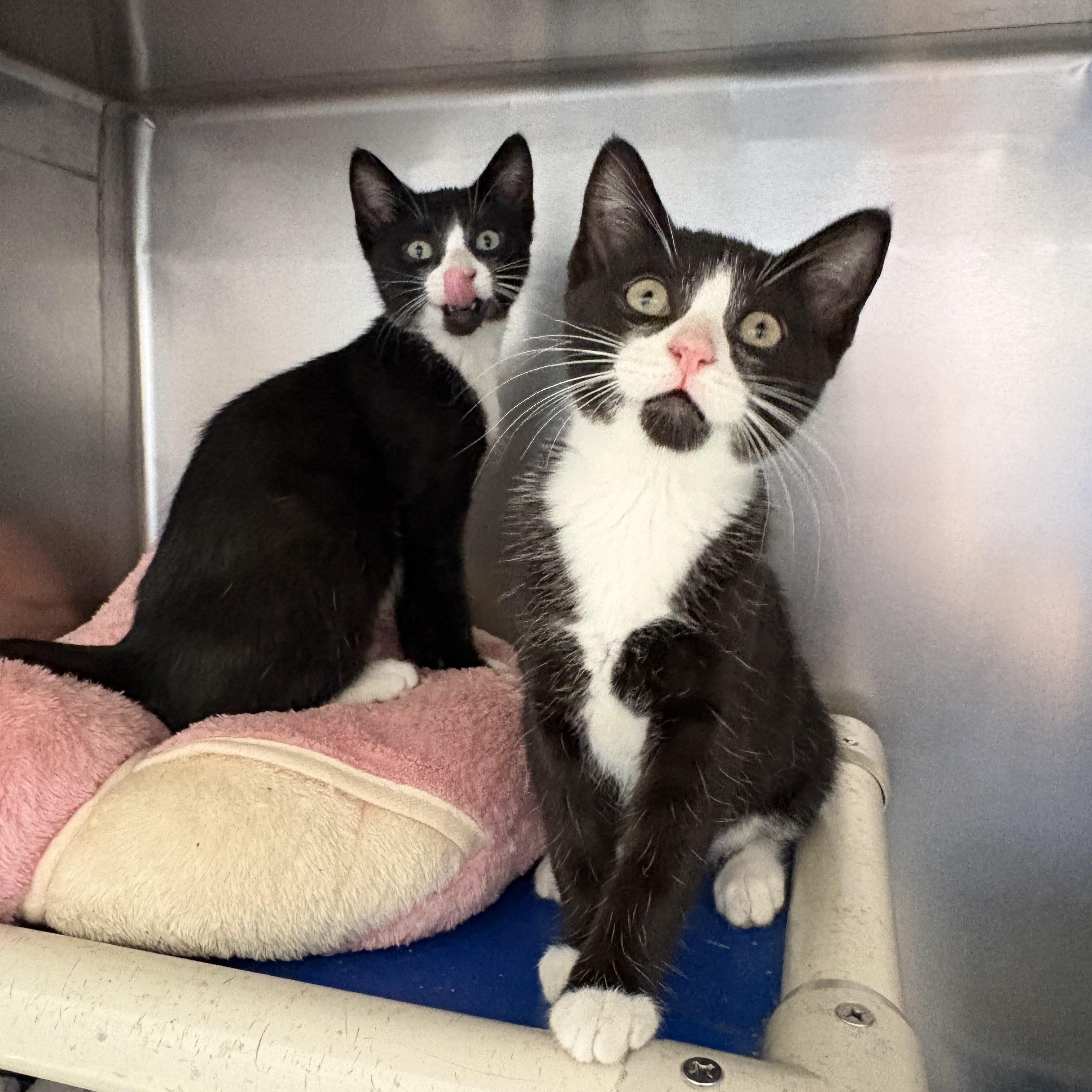 Rose and Zinnia, a ADOPTABLE Domestic Short Hair in Wantagh, NY image 3/3