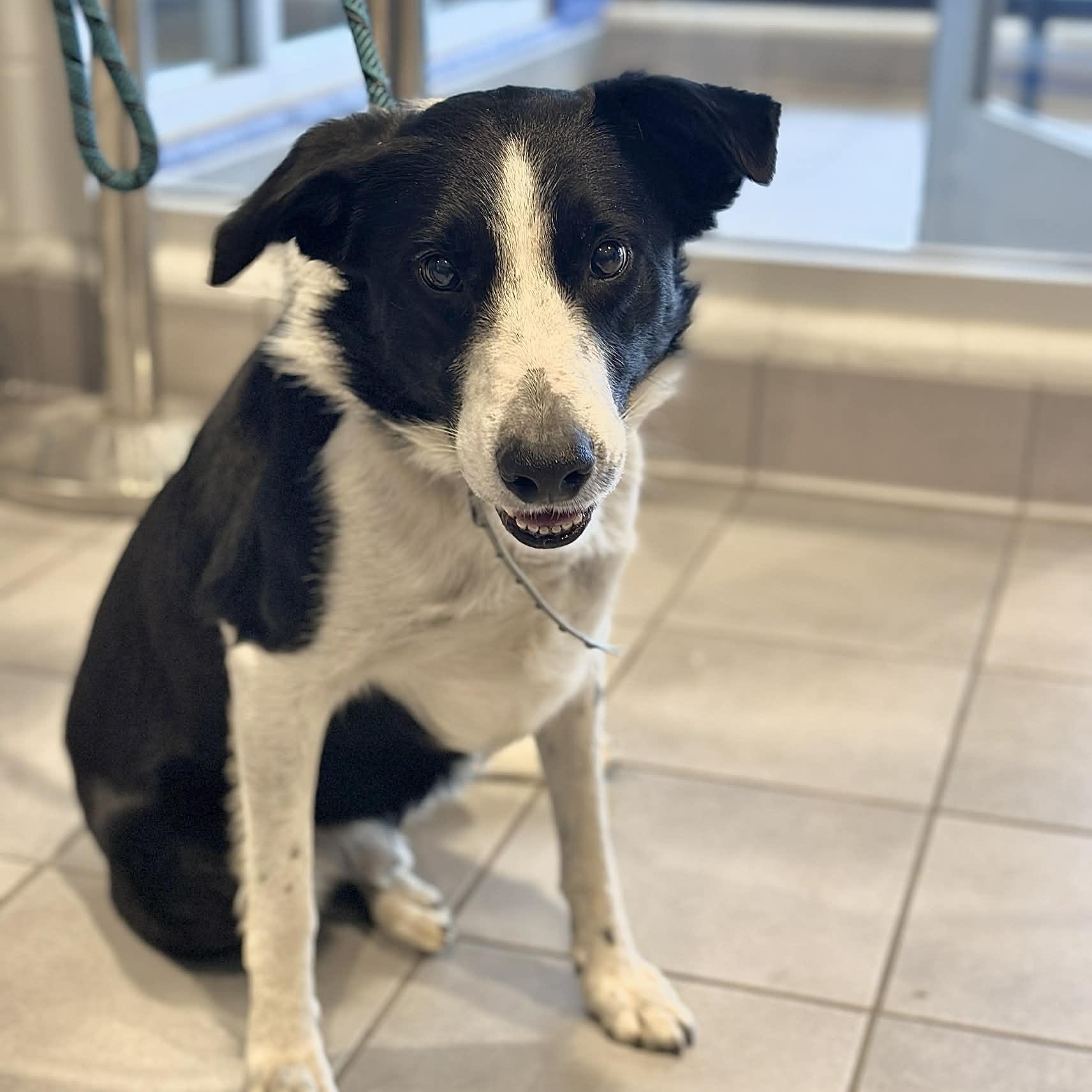 Enlarge 26-00119 LUCKY , a ADOPTABLE Border Collie in Fredericksburg, VA image 1/2