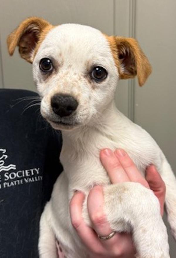 Sashimi, Adoptable, Puppy Male Terrier & Chihuahua.