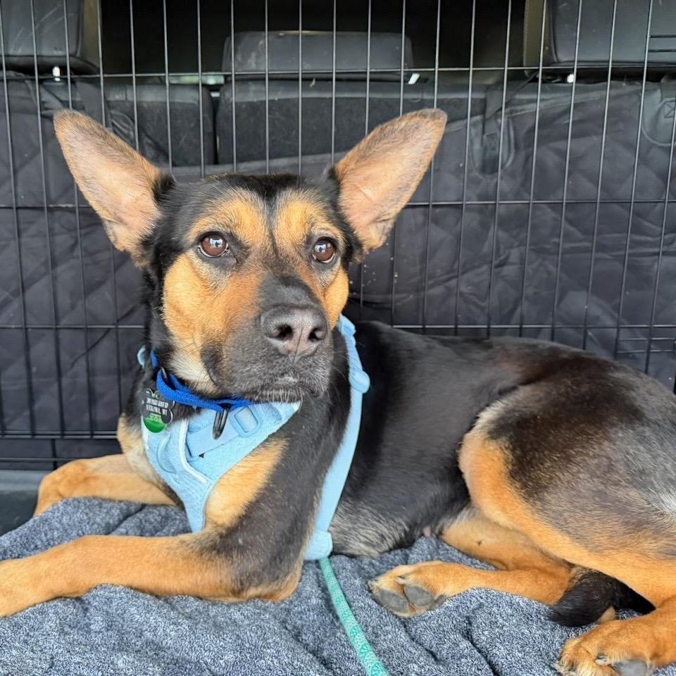 Breezy, Adoptable, Adult Female Mixed Breed & Shepherd.