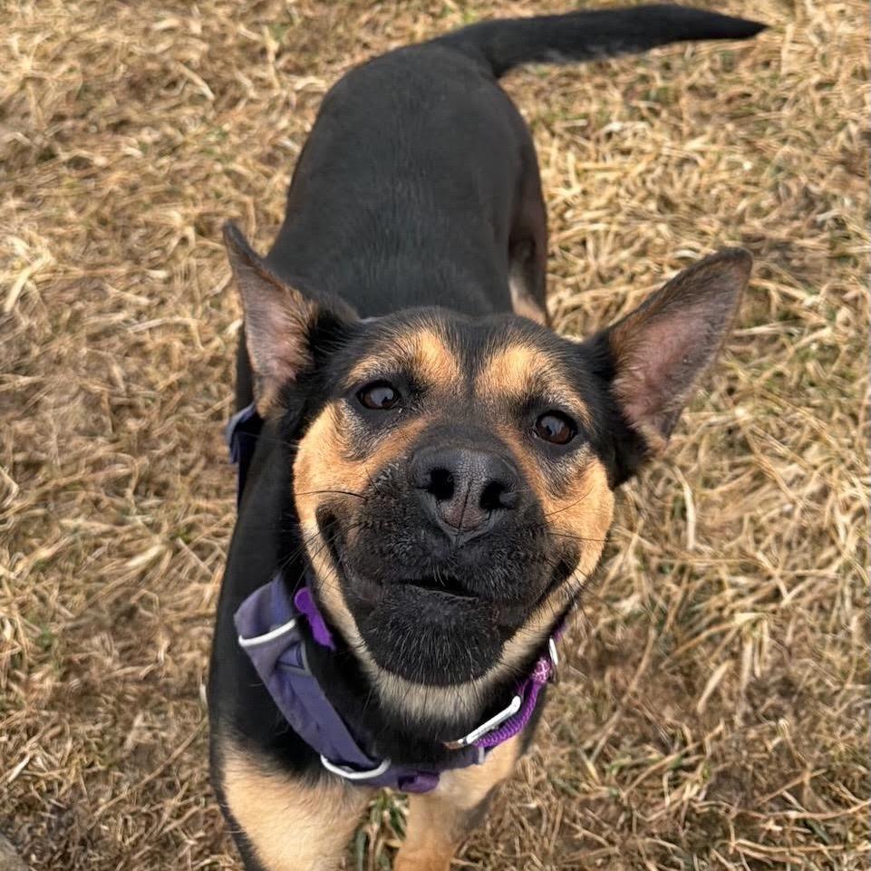 Enlarge Breezy, a Adoptable mixed breed in Madison, WI image 2/6
