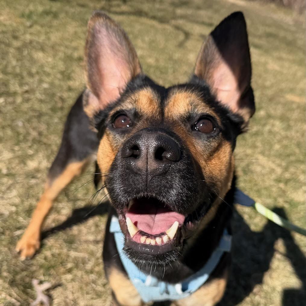 Enlarge Breezy, a Adoptable mixed breed in Madison, WI image 3/6