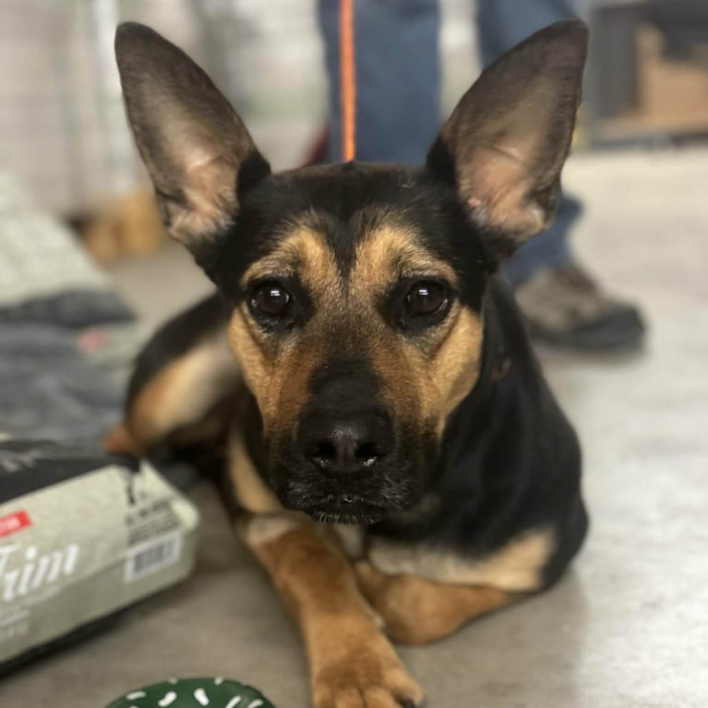 Enlarge Breezy, a Adoptable mixed breed in Madison, WI image 4/6
