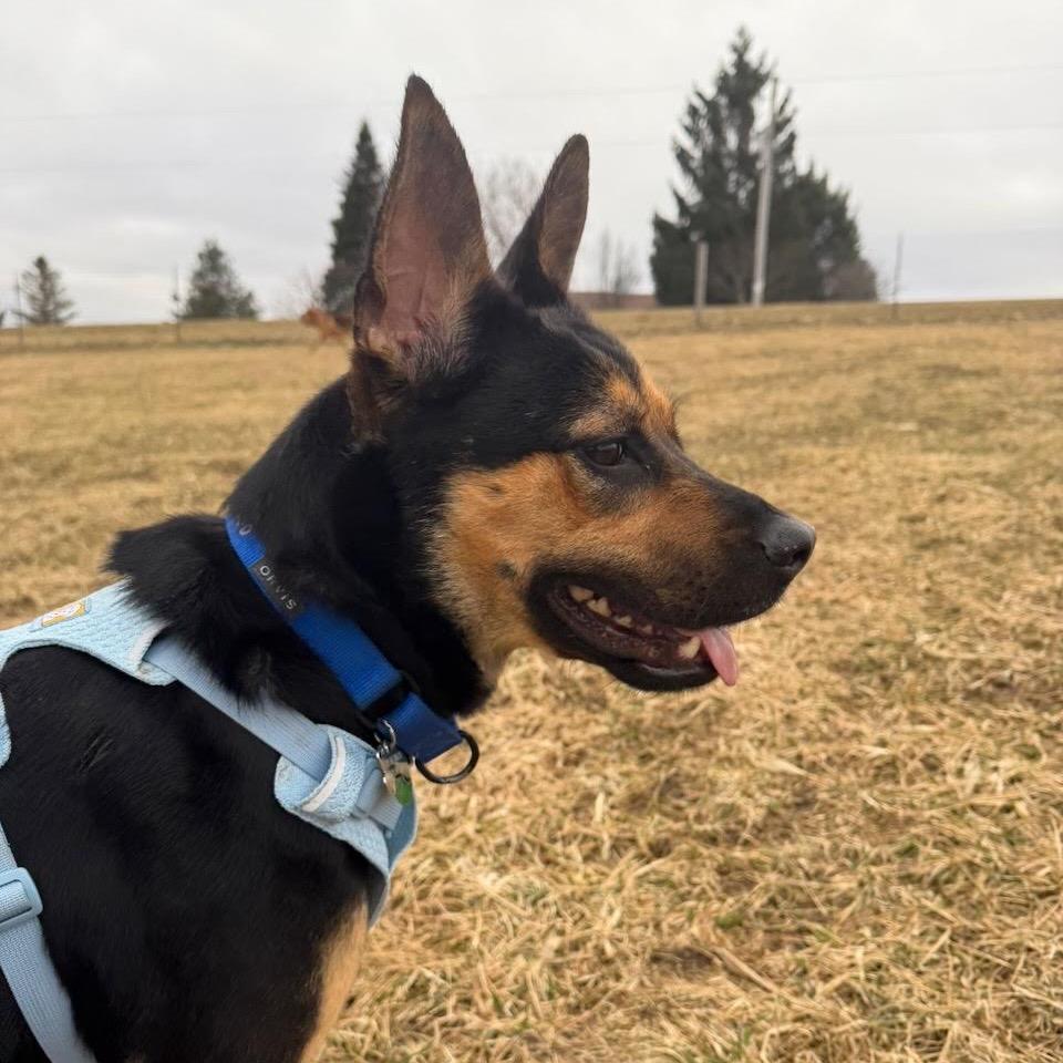 Enlarge Breezy, a Adoptable mixed breed in Madison, WI image 5/6