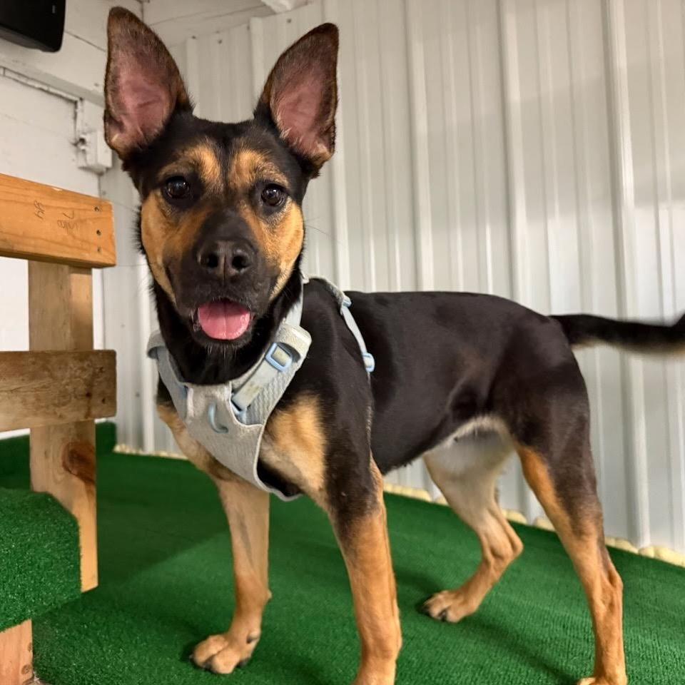 Enlarge Breezy, a Adoptable mixed breed in Madison, WI image 6/6