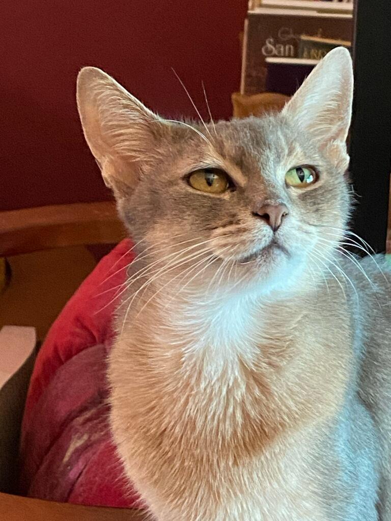 Possum, a Adoptable Abyssinian in Whittier, CA image 2/2