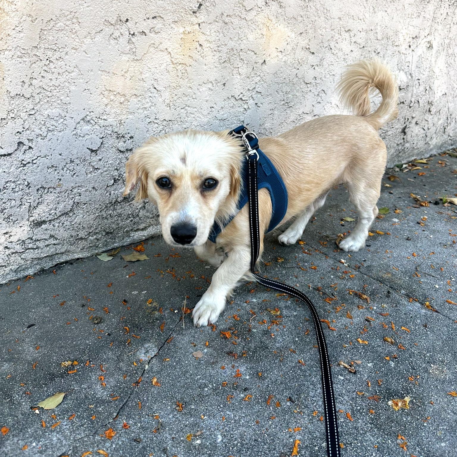 Comet, an adopted mixed breed in los angeles, CA image 1/2