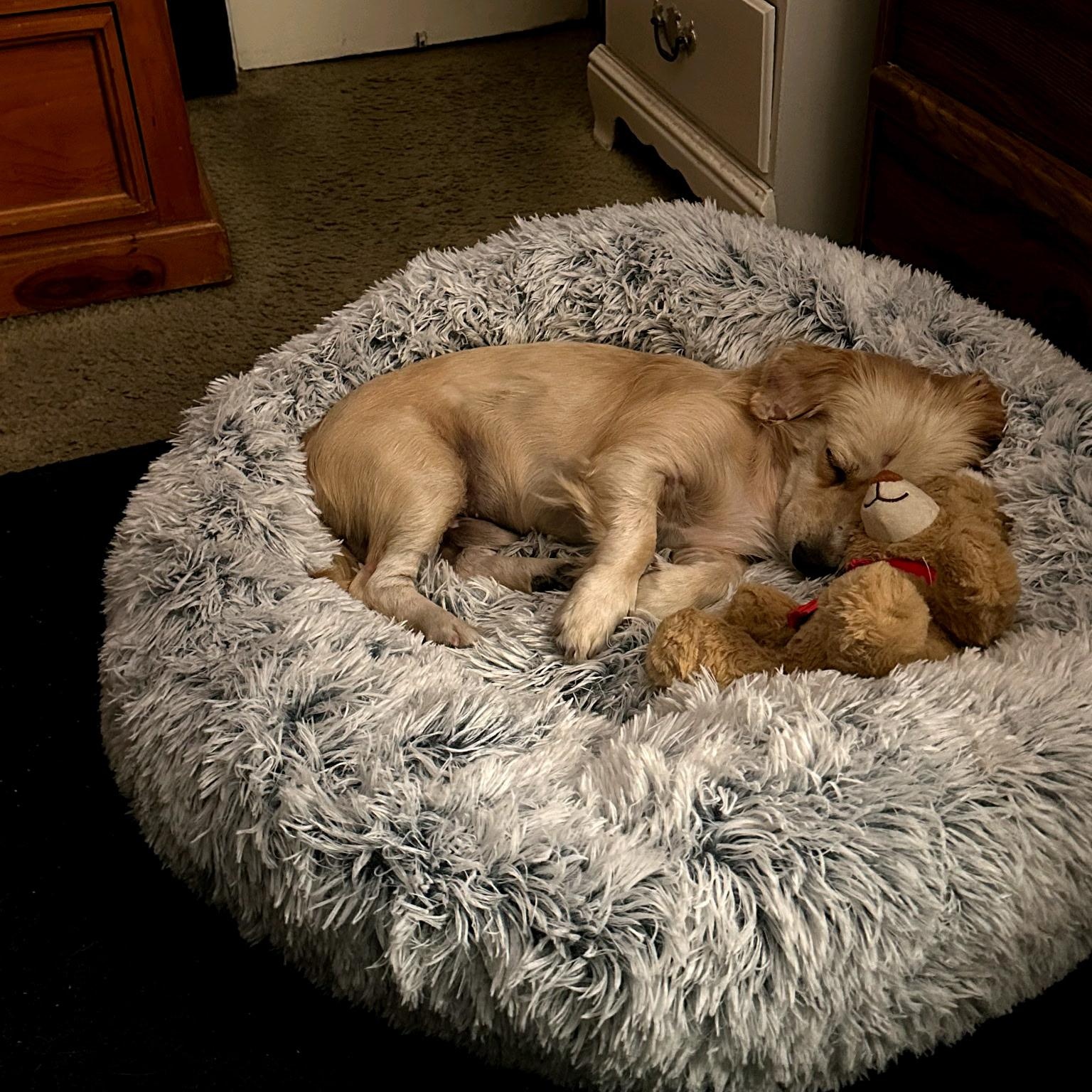 Comet, an adopted mixed breed in los angeles, CA image 2/2