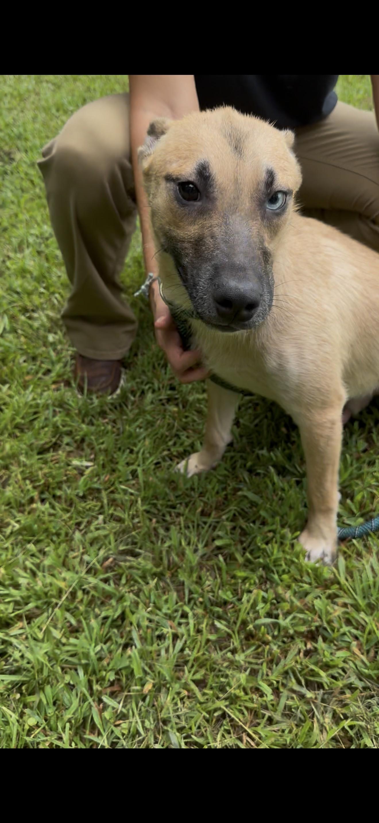 Enlarge LOKI, a ADOPTABLE mixed breed in Newborn, GA image 4/4