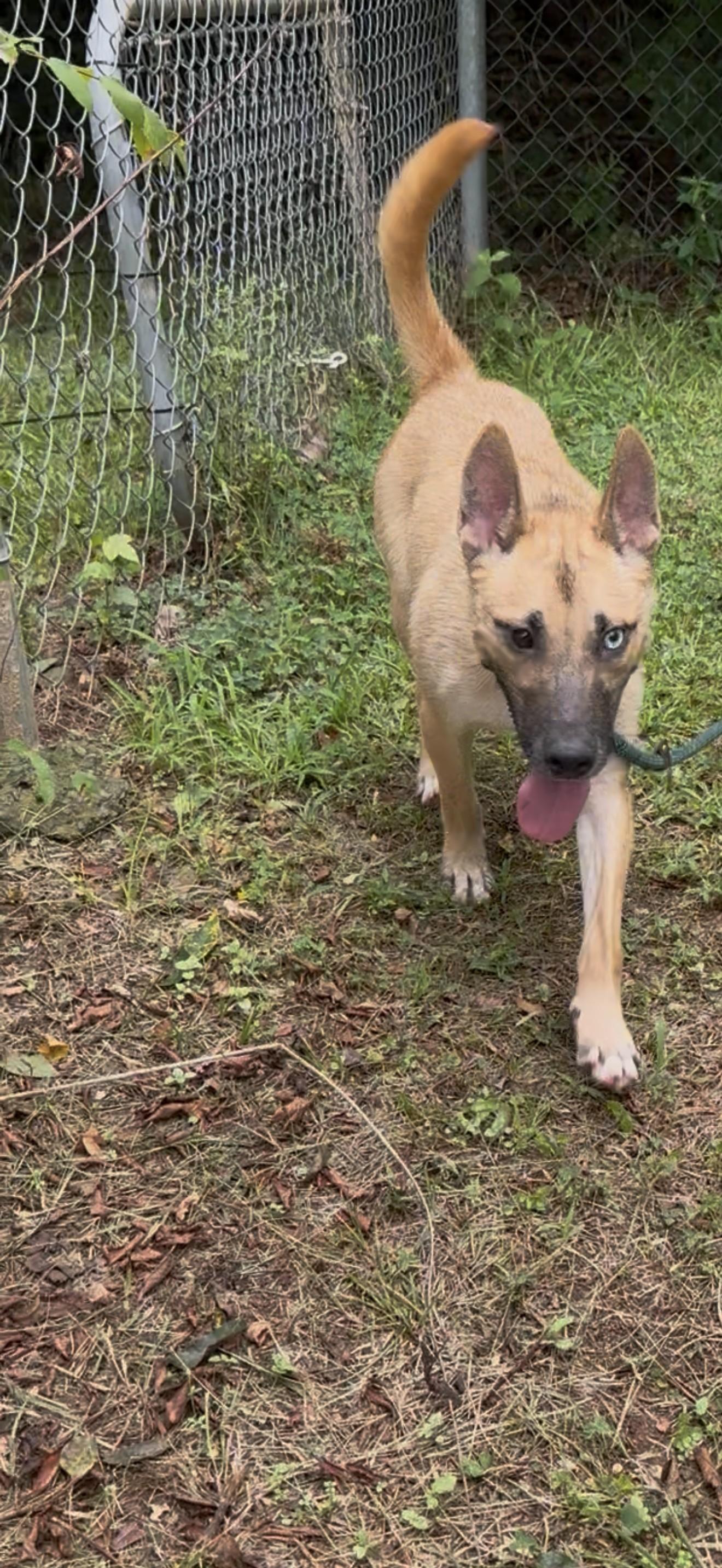 Enlarge LOKI, a ADOPTABLE mixed breed in Newborn, GA image 2/4