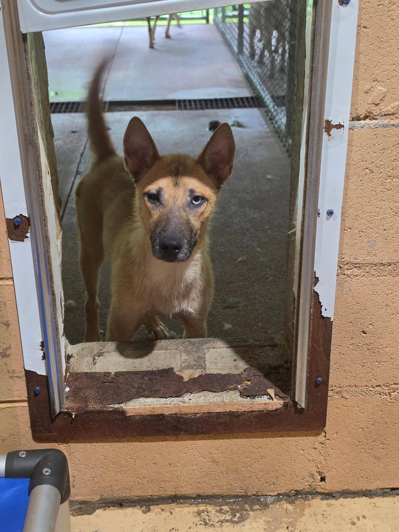 Enlarge LOKI, a ADOPTABLE mixed breed in Newborn, GA image 3/4