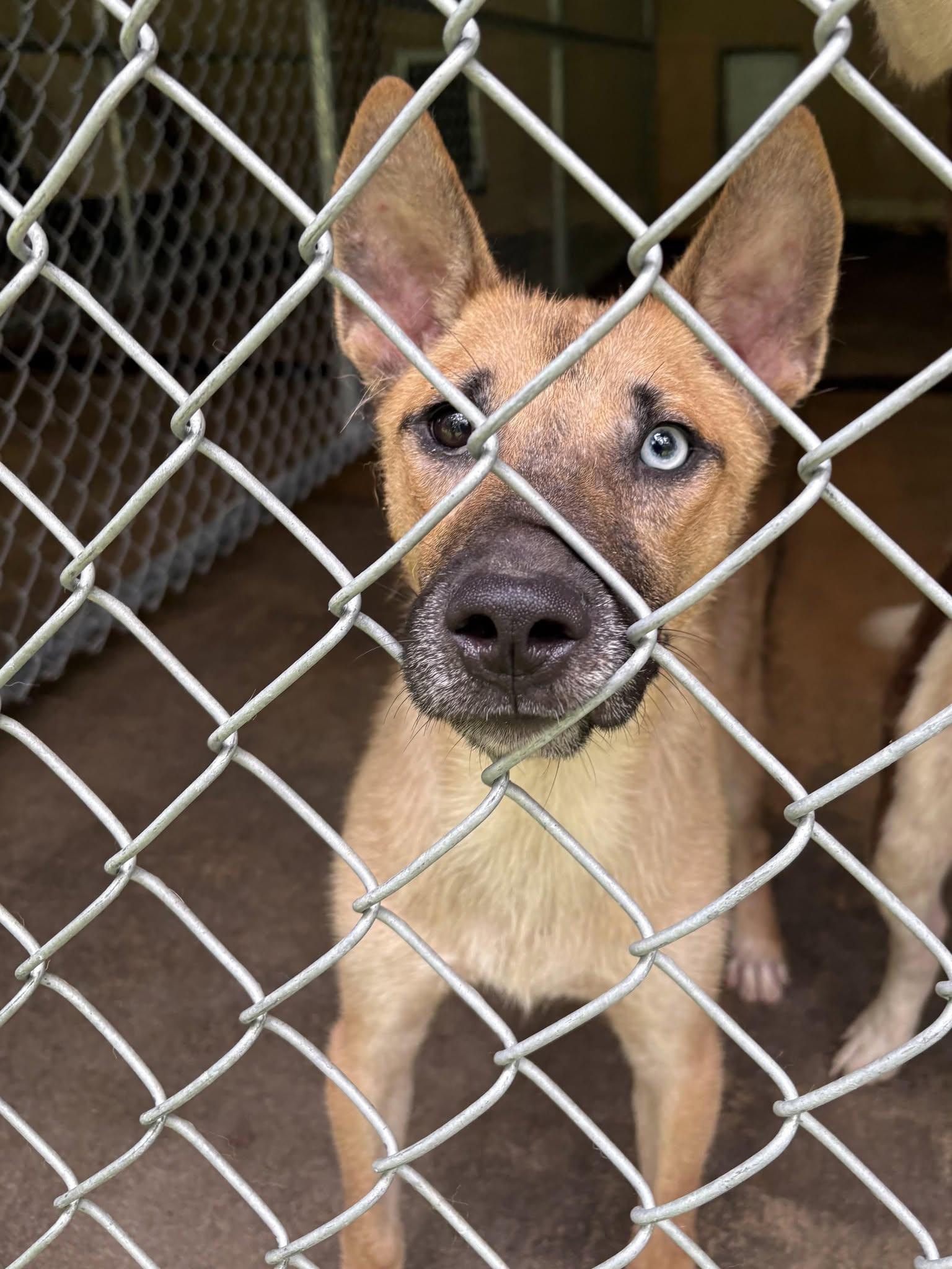 Enlarge LOKI, a ADOPTABLE mixed breed in Newborn, GA image 1/4