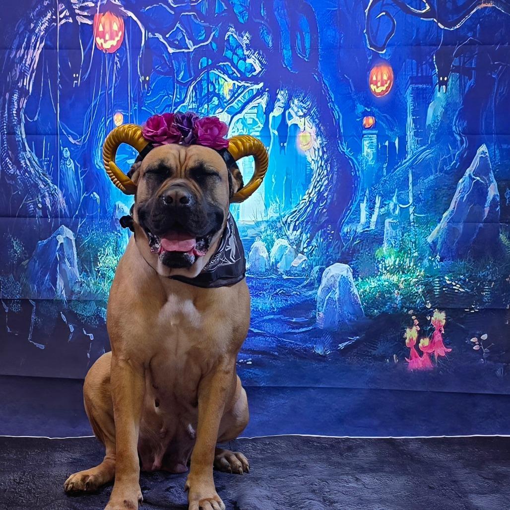 Pancake, a Adoptable Mastiff in Easton, PA image 1/6