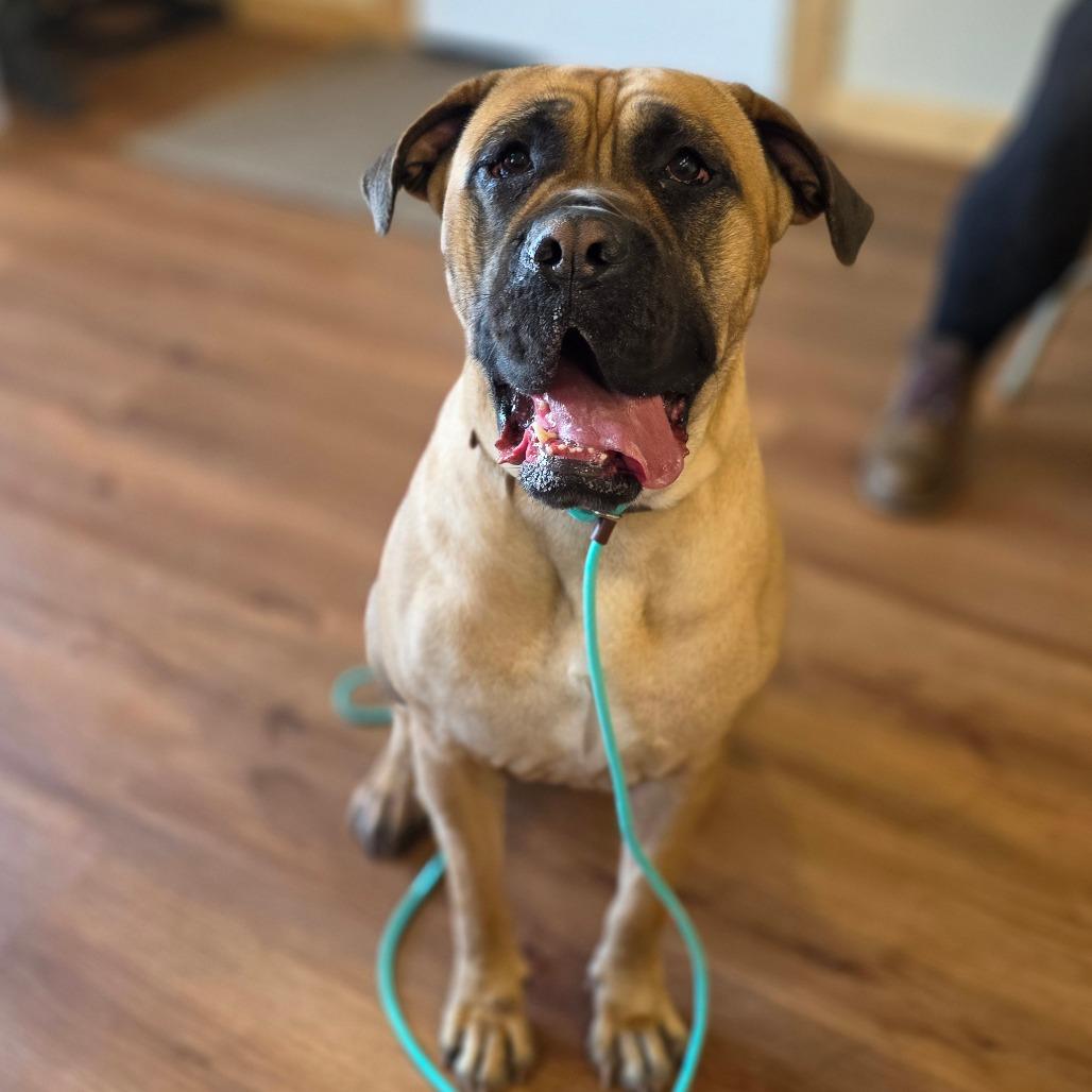 Pancake, a Adoptable Mastiff in Easton, PA image 2/6