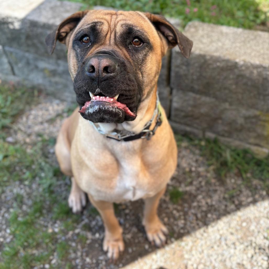 Pancake, a Adoptable Mastiff in Easton, PA image 3/6