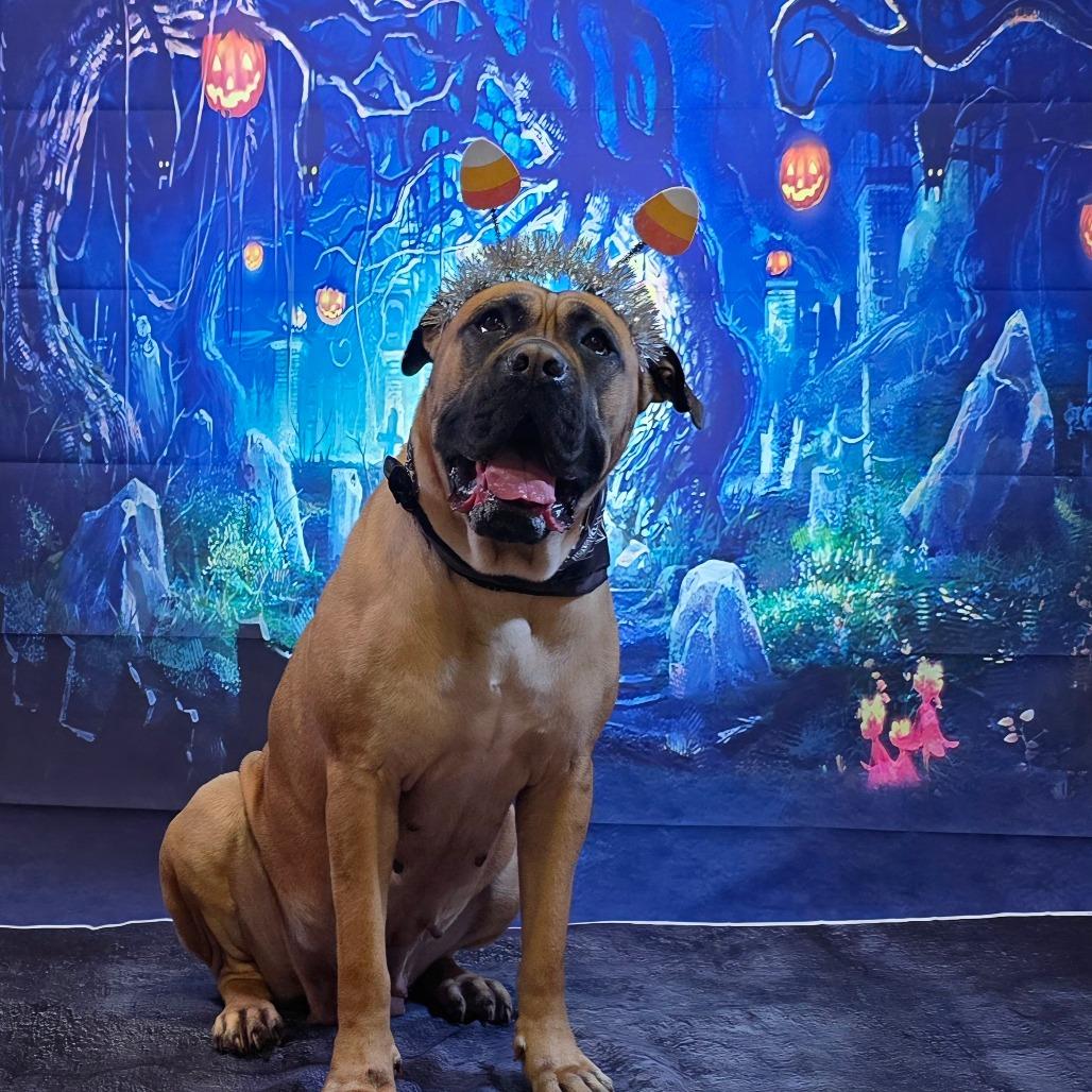 Pancake, a Adoptable Mastiff in Easton, PA image 5/6