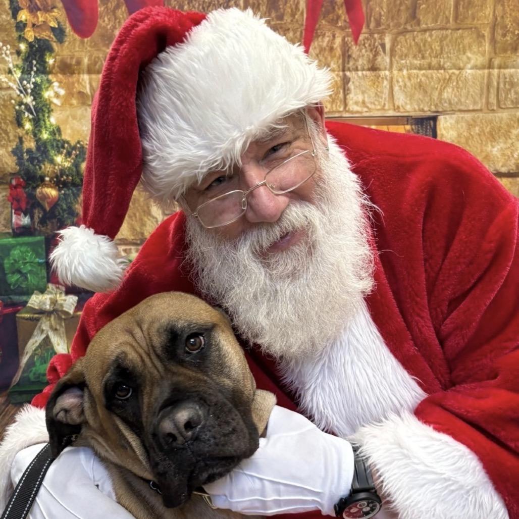 Pancake, a Adoptable Mastiff in Easton, PA image 6/6