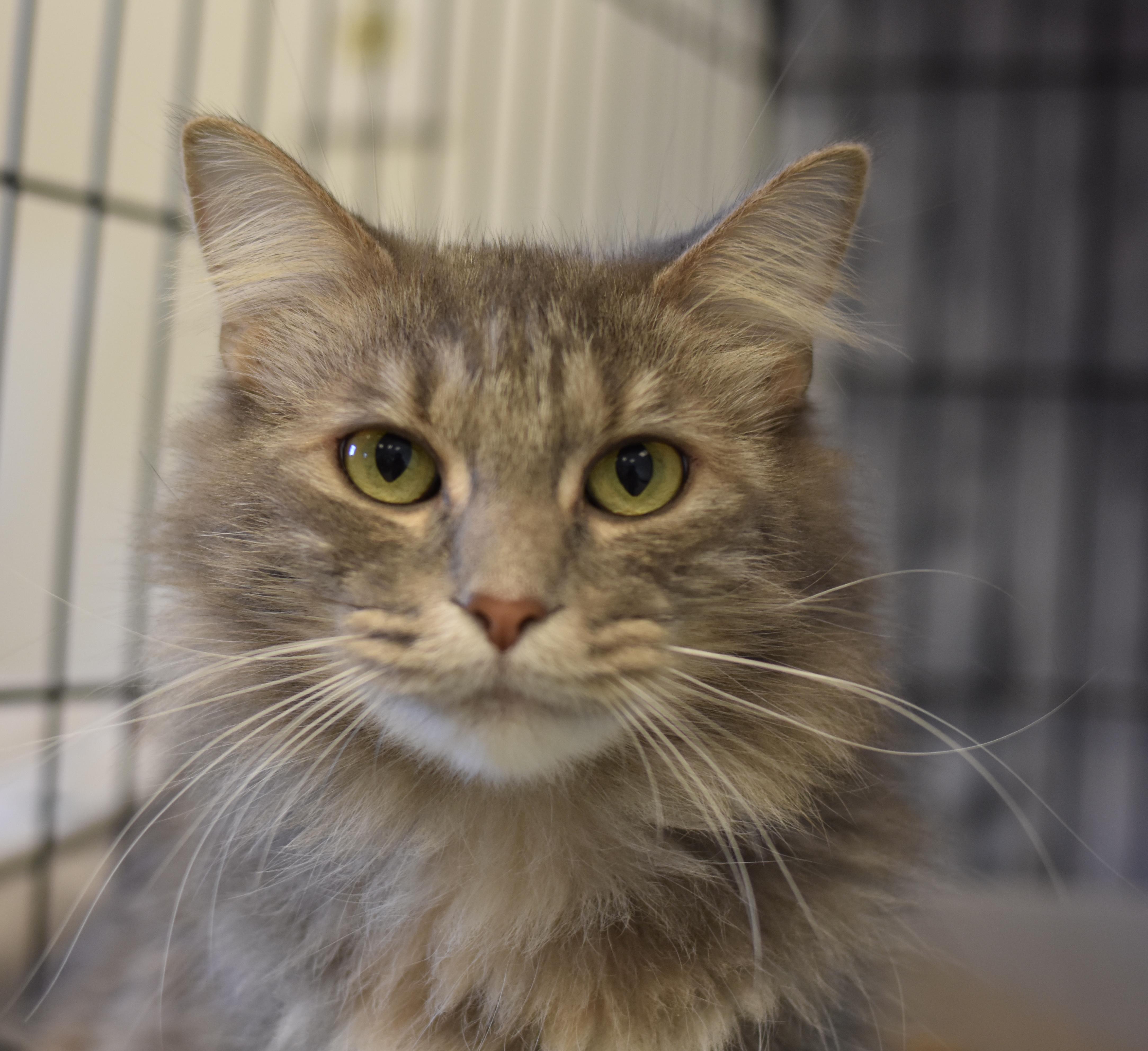 Daphnae, adoptable, Young Female Domestic Short Hair.