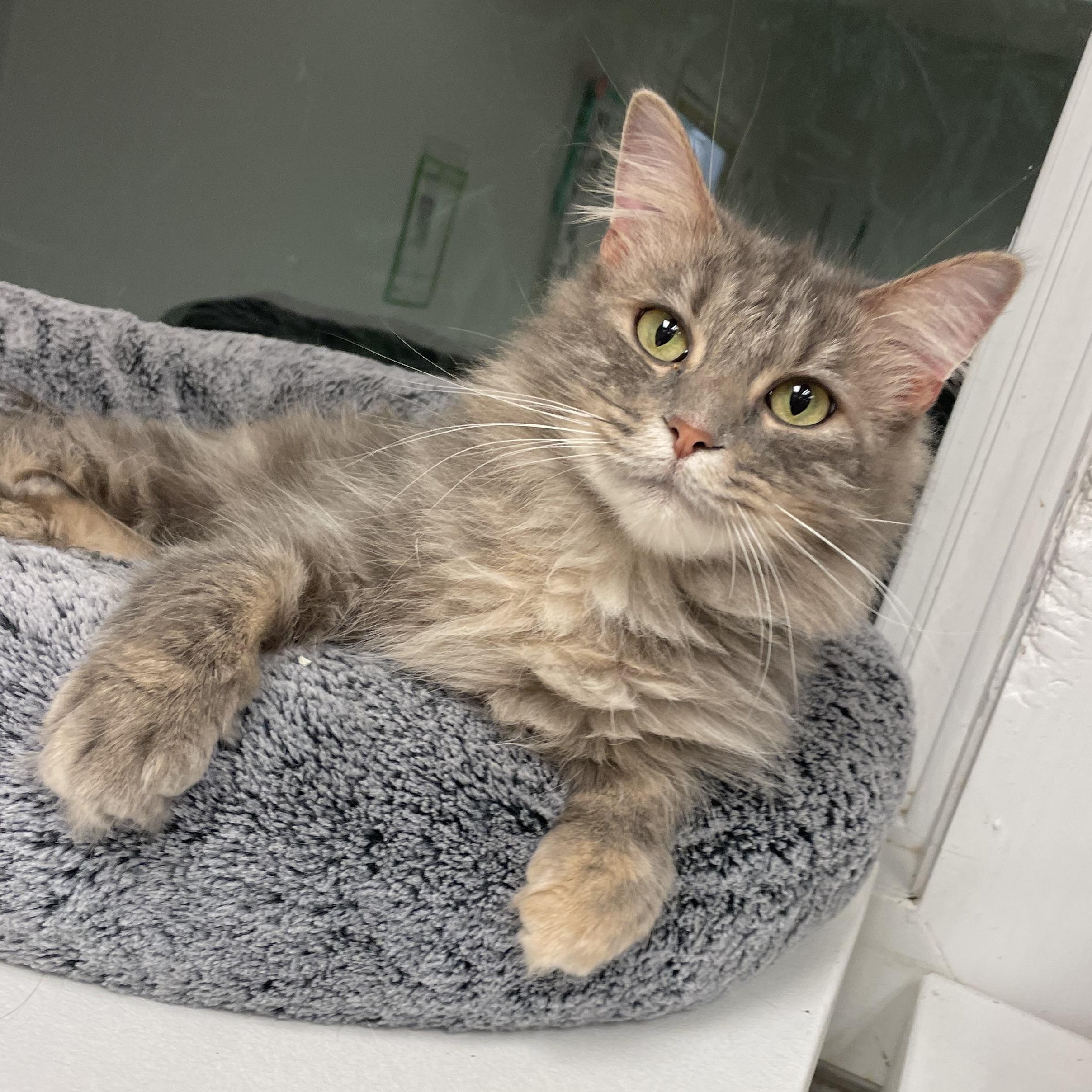 Enlarge Daphnae, an adoptable Domestic Short Hair in Cincinnati, OH image 2/6