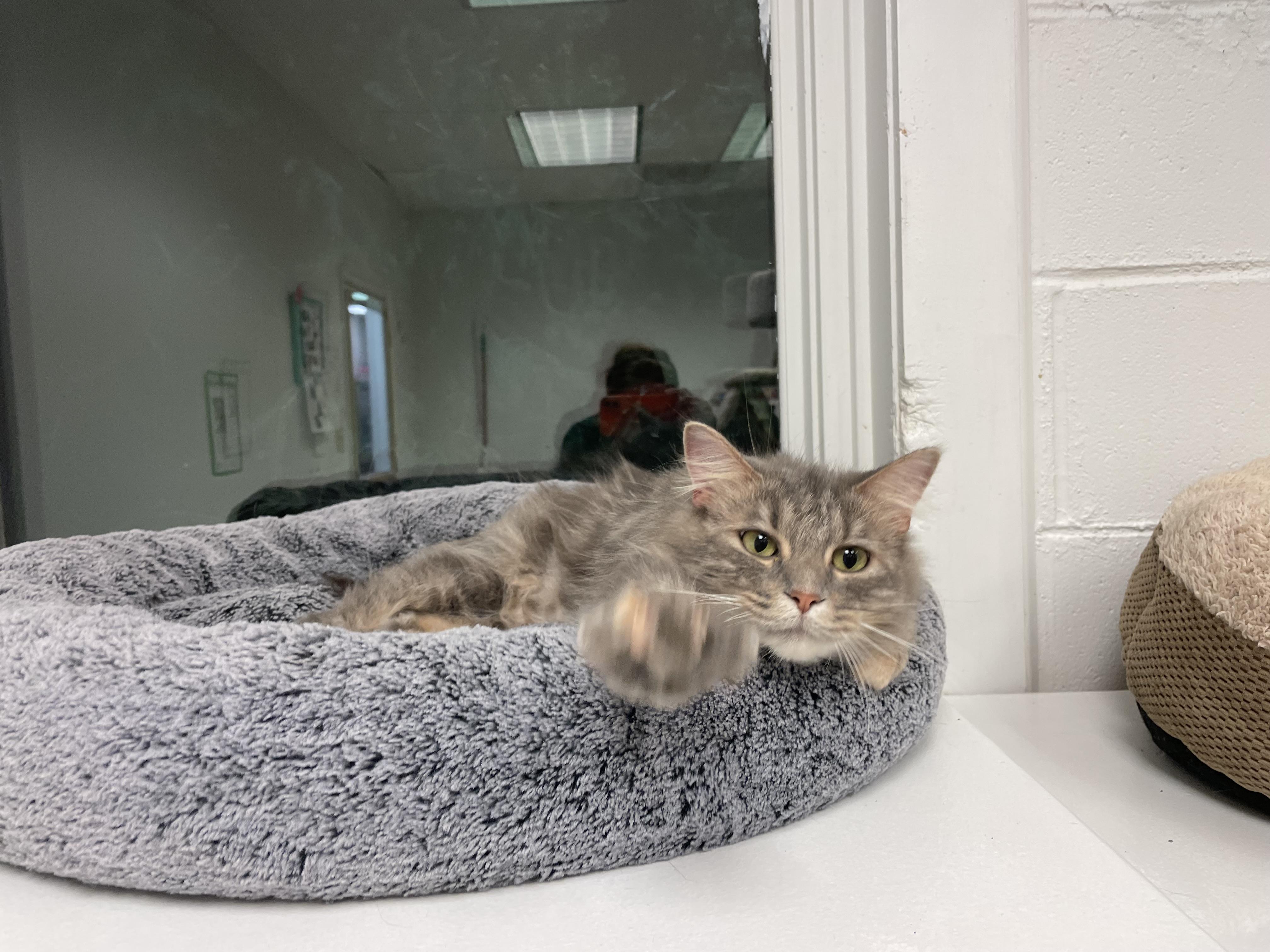 Enlarge Daphnae, an adoptable Domestic Short Hair in Cincinnati, OH image 4/6