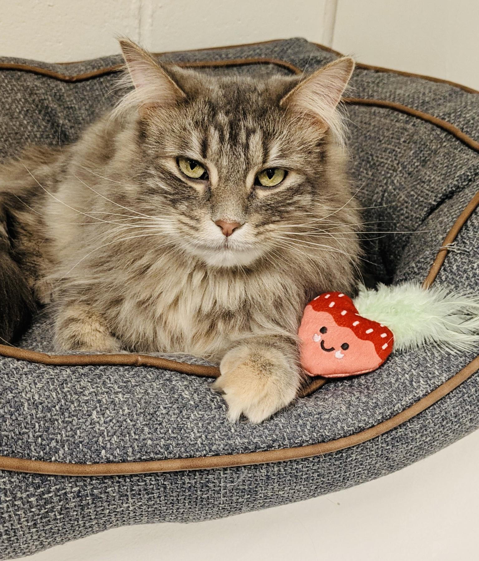 Enlarge Daphnae, an adoptable Domestic Short Hair in Cincinnati, OH image 6/6