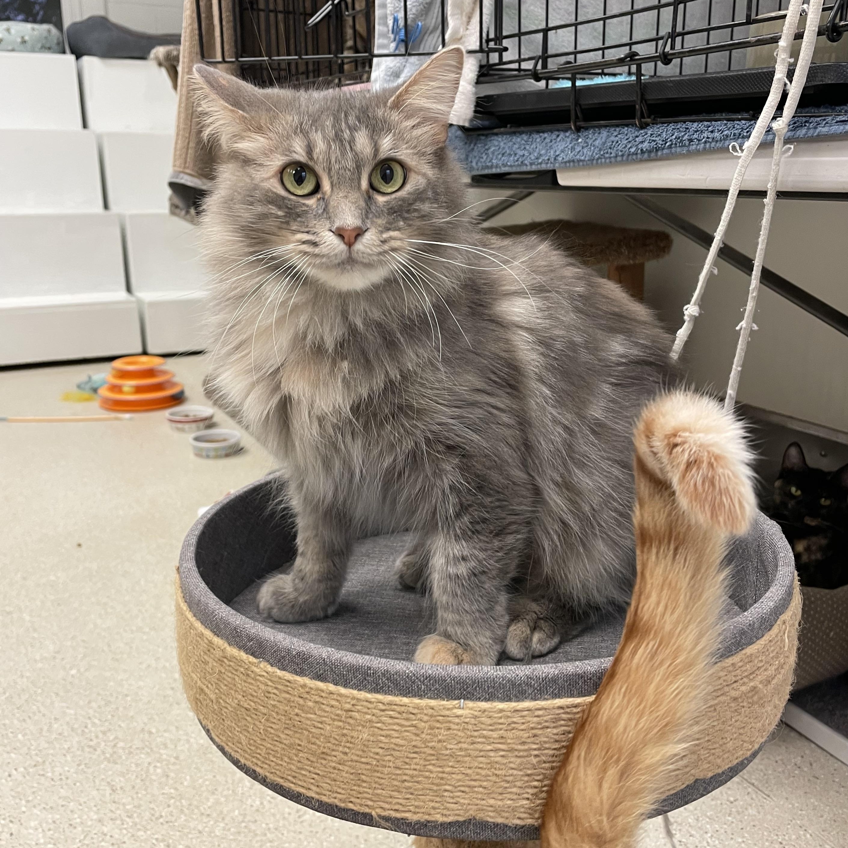 Enlarge Daphnae, an adoptable Domestic Short Hair in Cincinnati, OH image 5/6