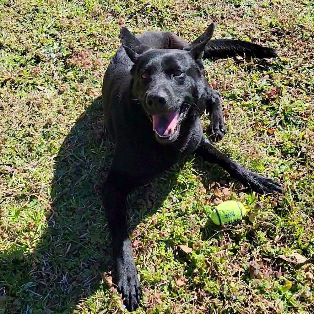 Enlarge Ranger, a Adoptable mixed breed in Anniston, AL image 8/12