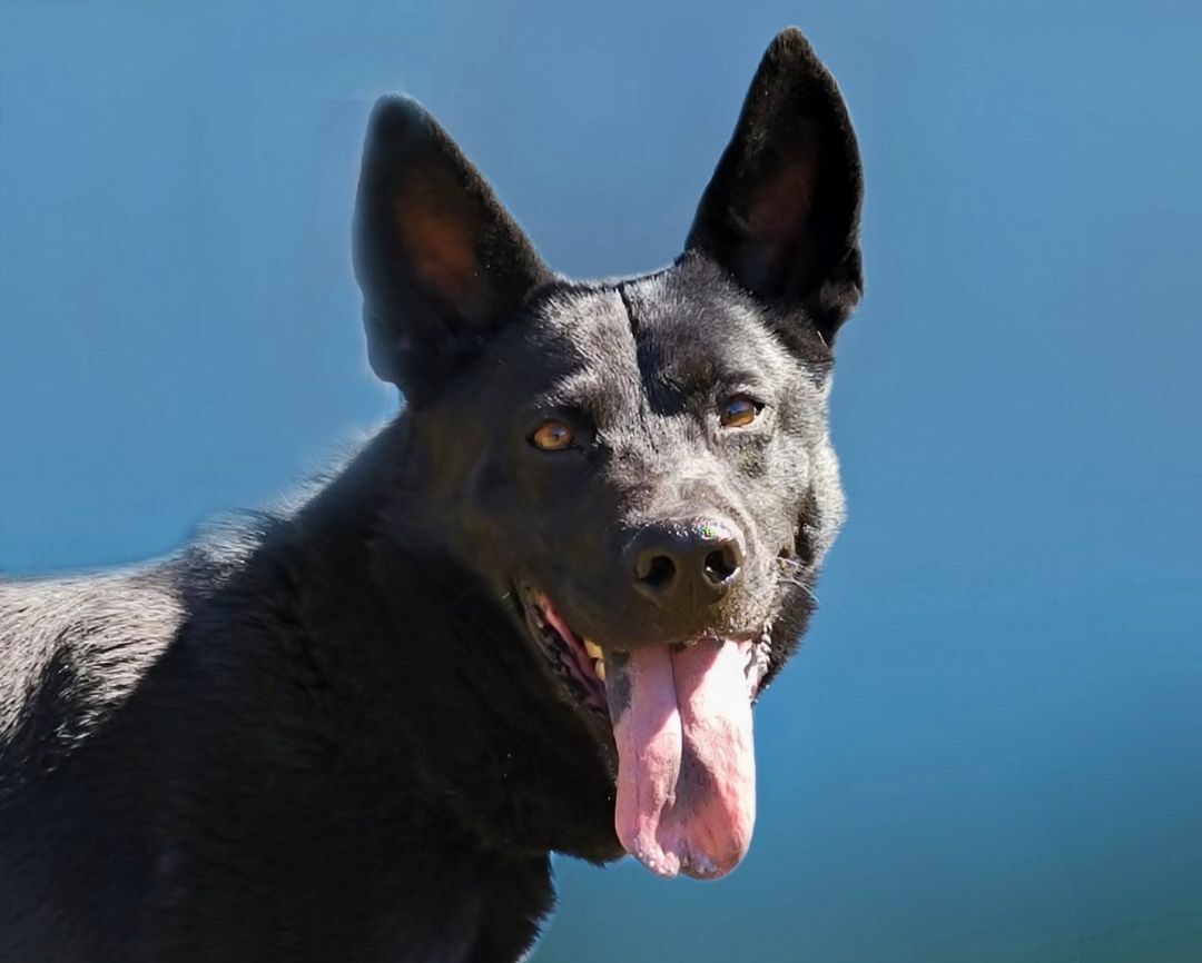 Ranger, Adoptable, Adult Male Australian Kelpie & Australian Cattle Dog / Blue Heeler.