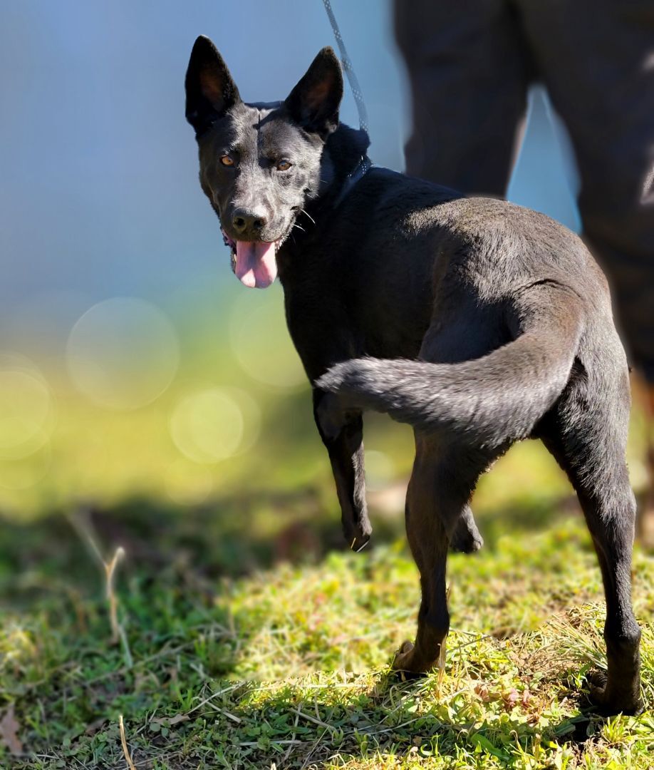 Enlarge Ranger, a Adoptable mixed breed in Anniston, AL image 9/12