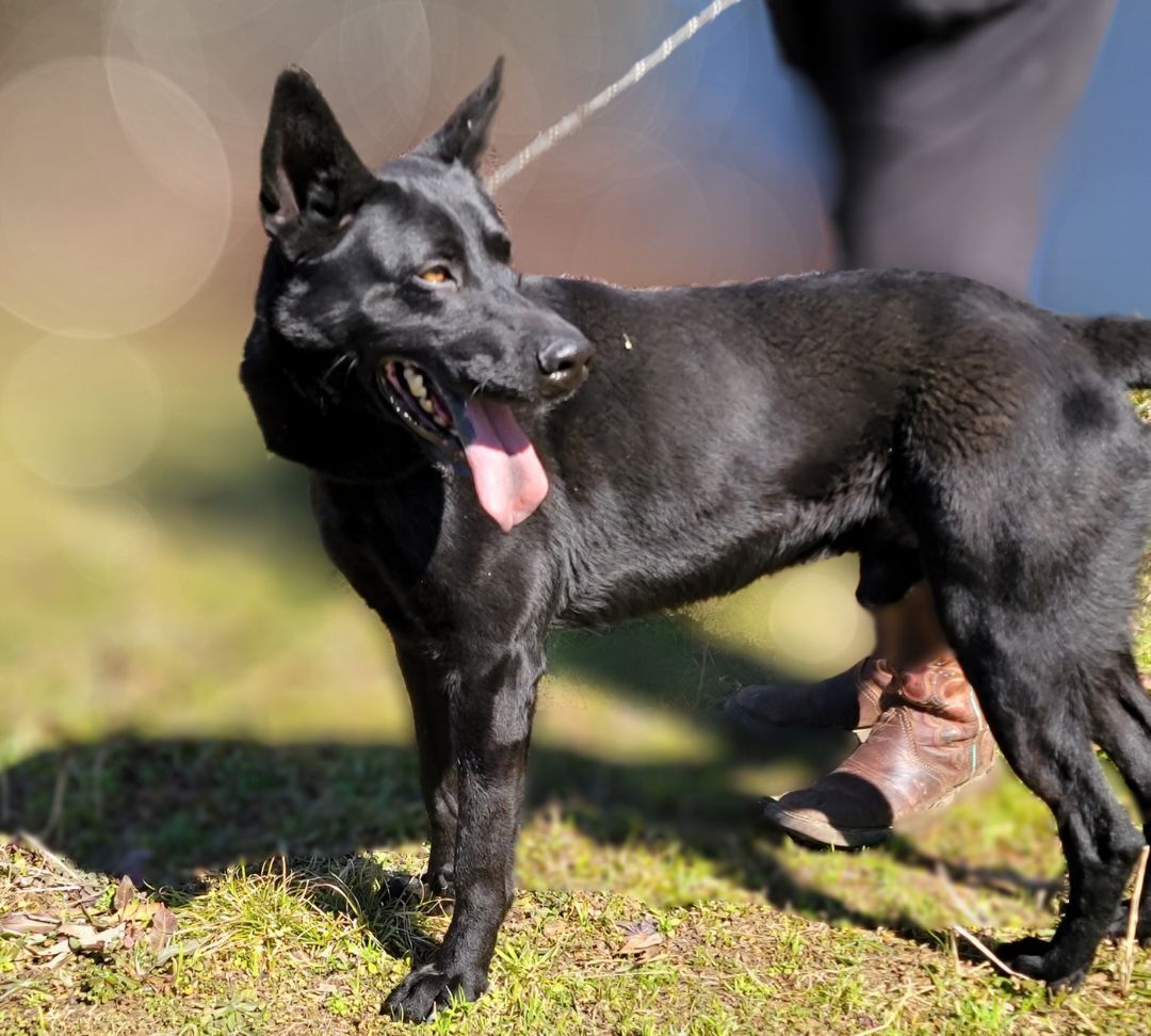 Enlarge Ranger, a Adoptable mixed breed in Anniston, AL image 10/12