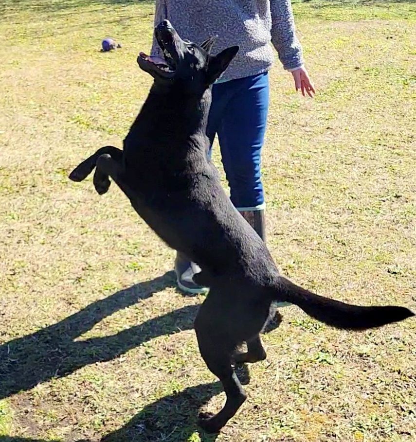 Enlarge Ranger, a Adoptable mixed breed in Anniston, AL image 11/12