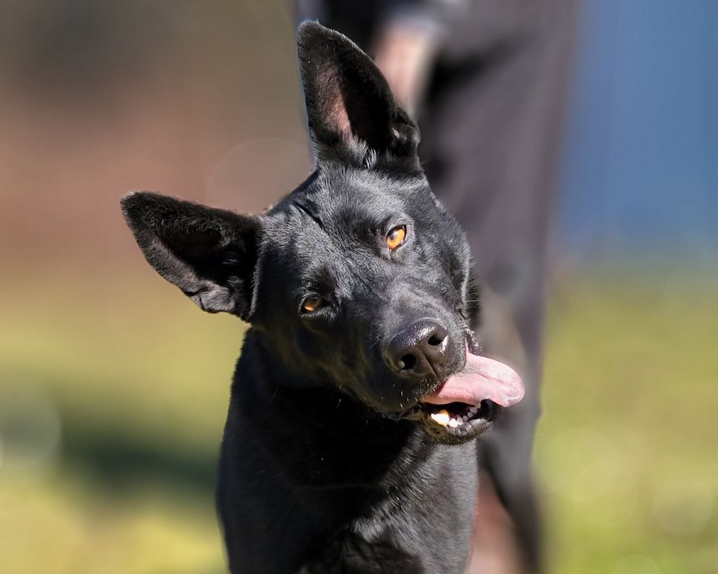 Enlarge Ranger, a Adoptable mixed breed in Anniston, AL image 12/12