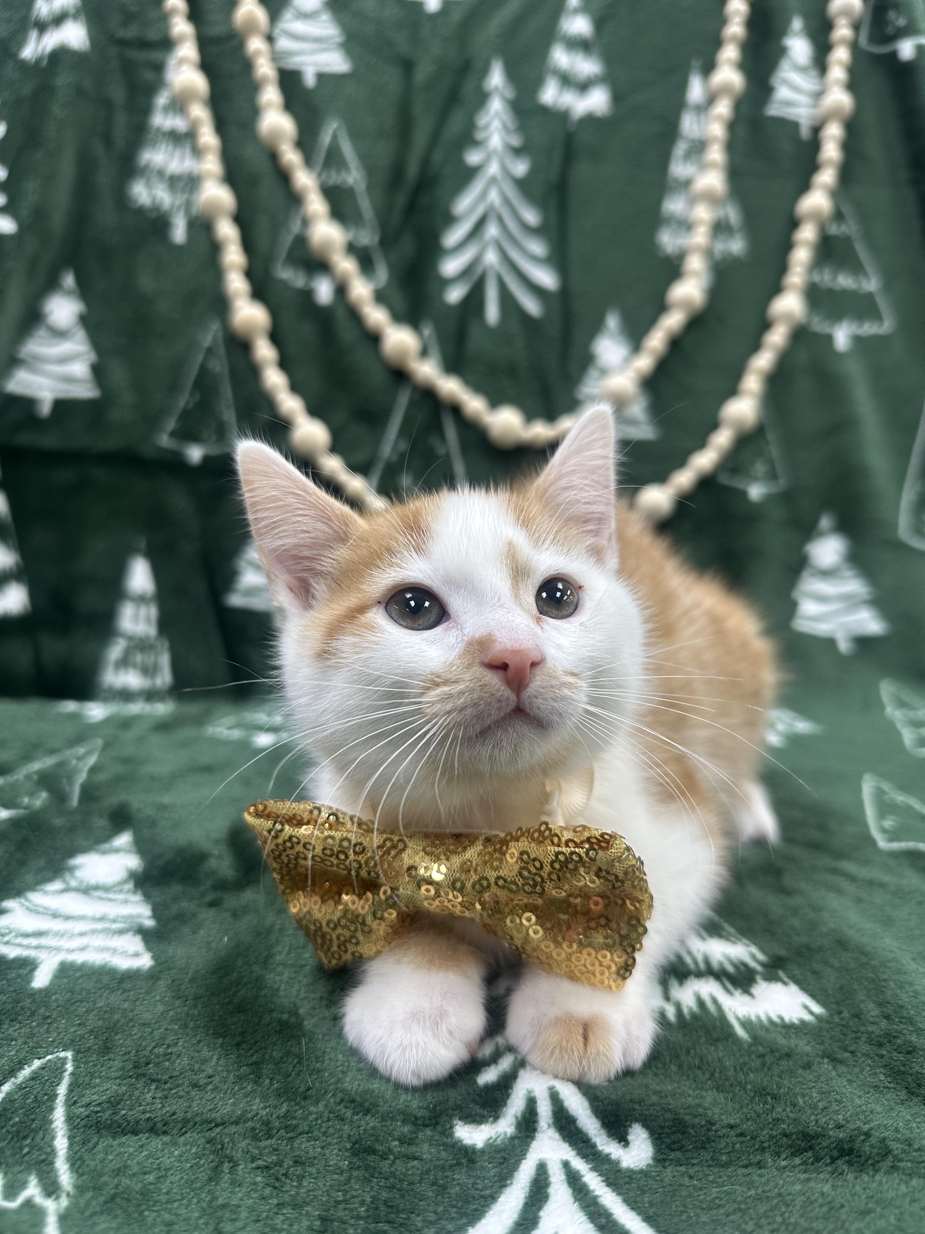 Oak, ADOPTABLE, Kitten Male Domestic Short Hair.