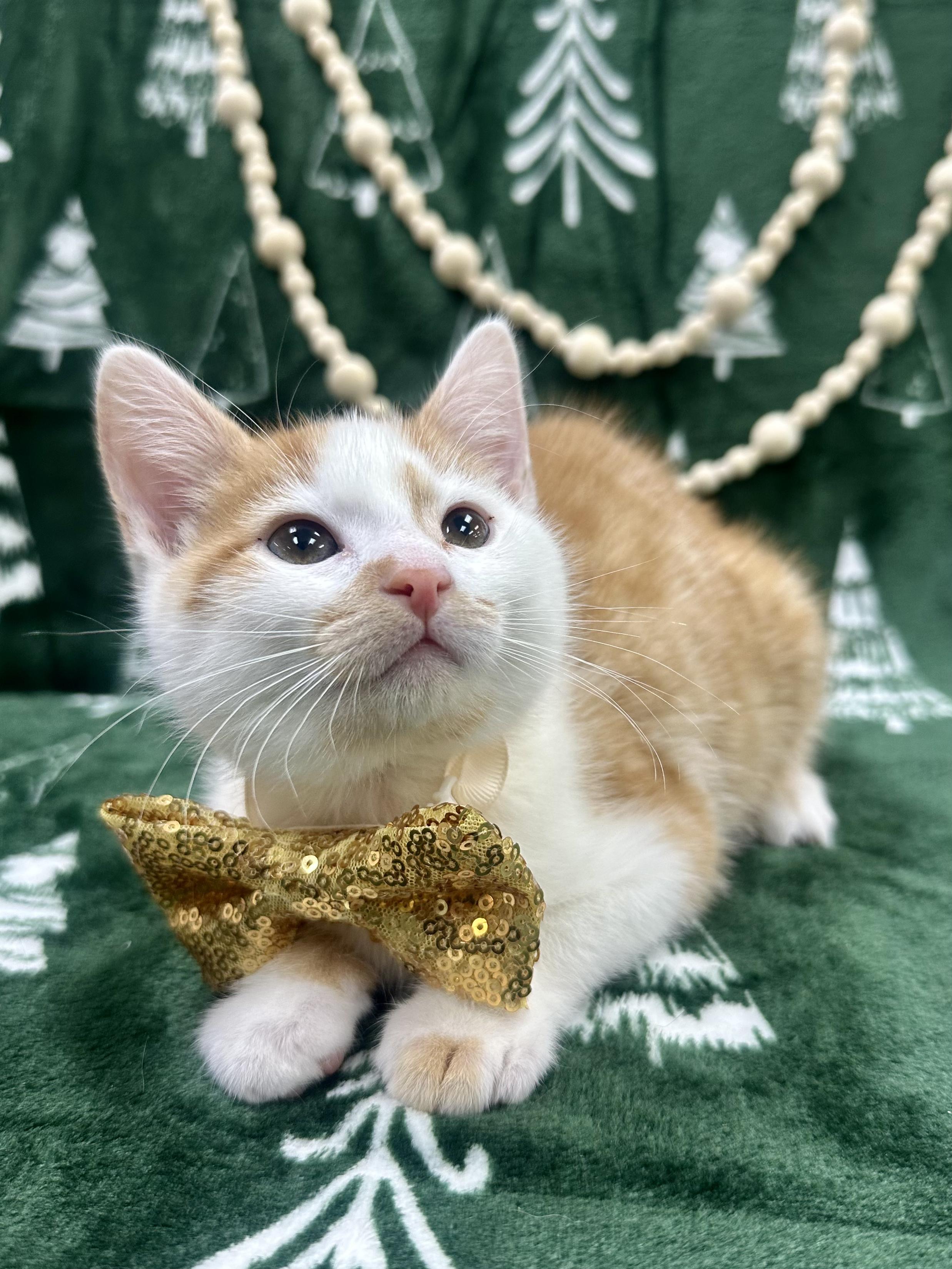 Enlarge Oak, a ADOPTABLE Domestic Short Hair in Columbus, OH image 2/6