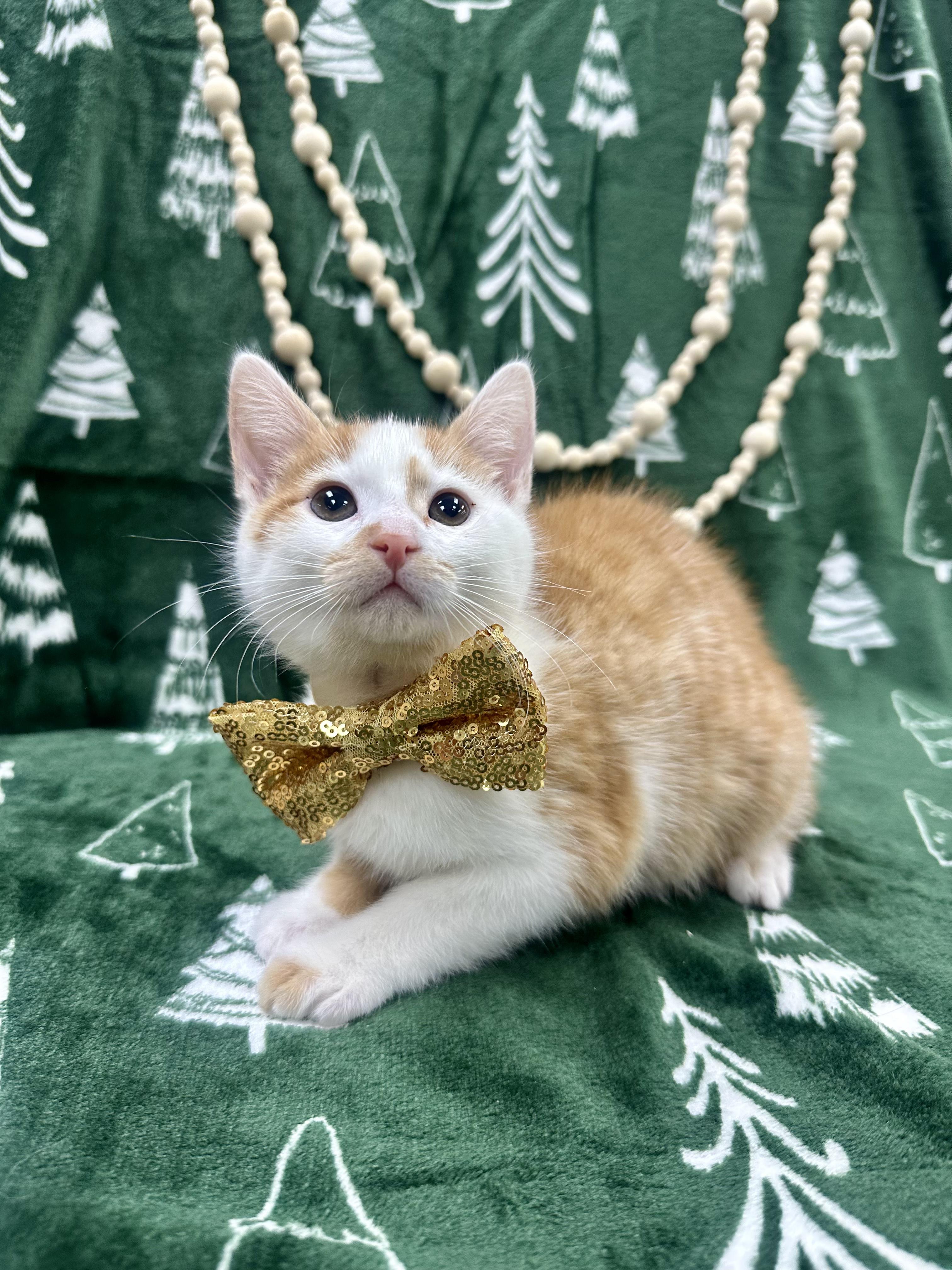 Enlarge Oak, a ADOPTABLE Domestic Short Hair in Columbus, OH image 3/6