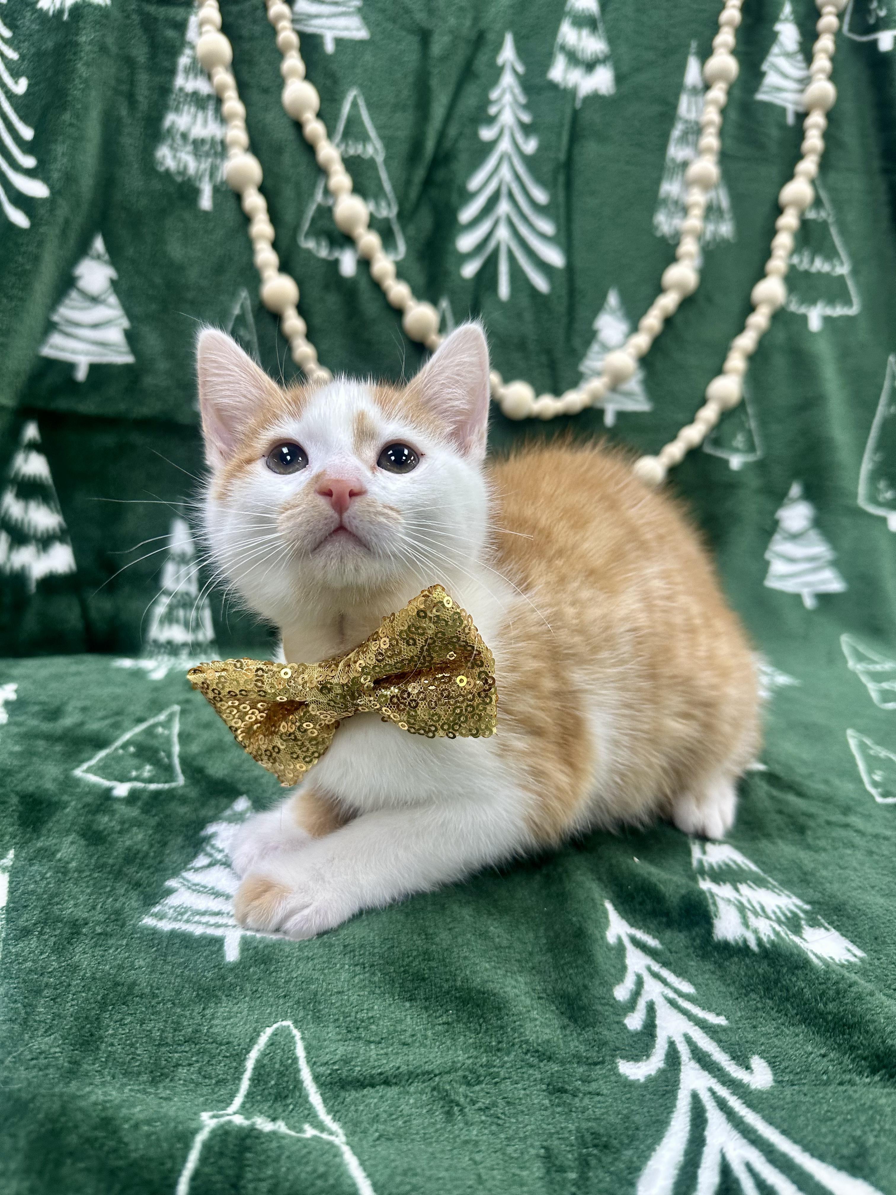 Enlarge Oak, a ADOPTABLE Domestic Short Hair in Columbus, OH image 4/6