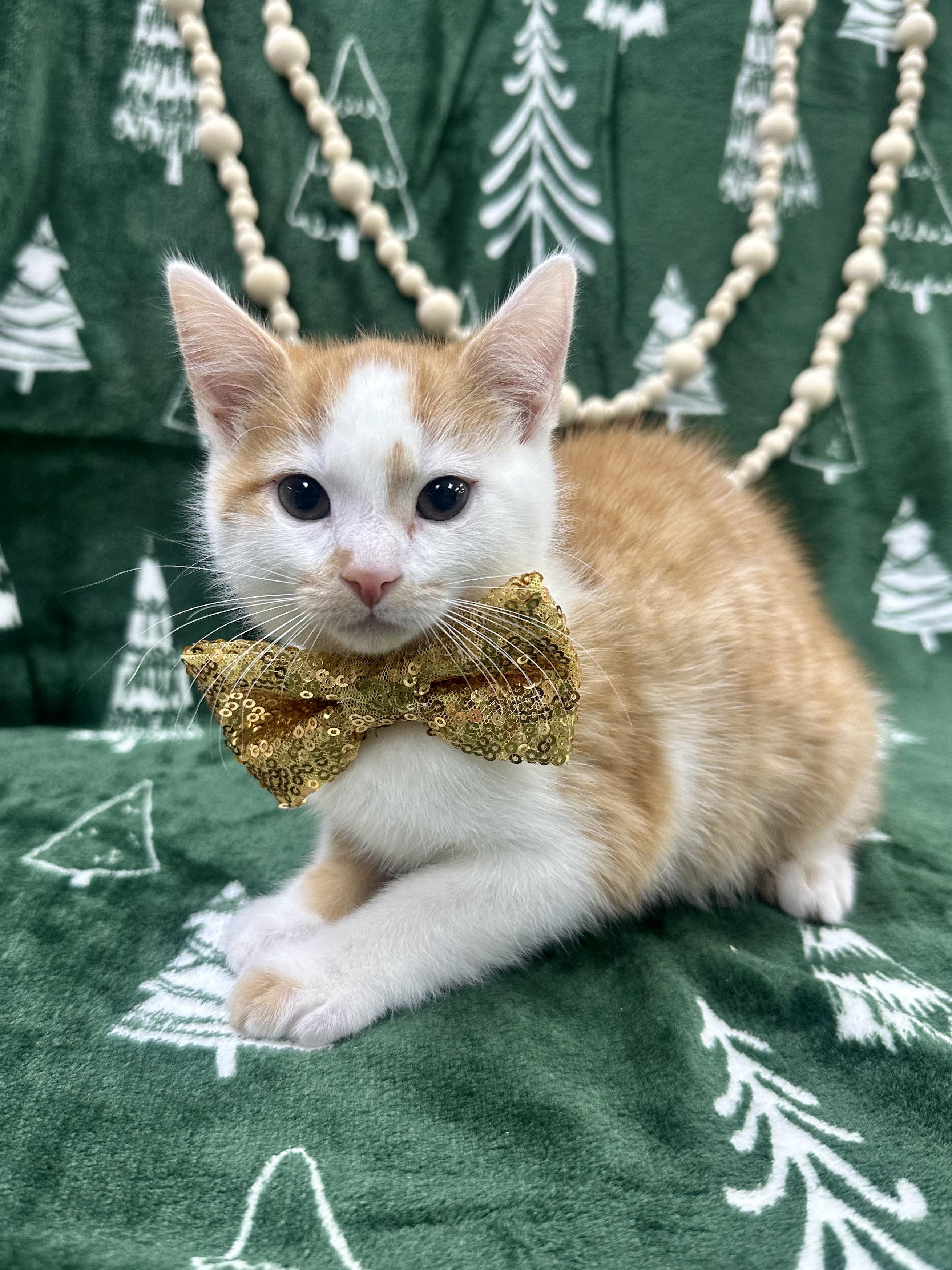 Enlarge Oak, a ADOPTABLE Domestic Short Hair in Columbus, OH image 5/6