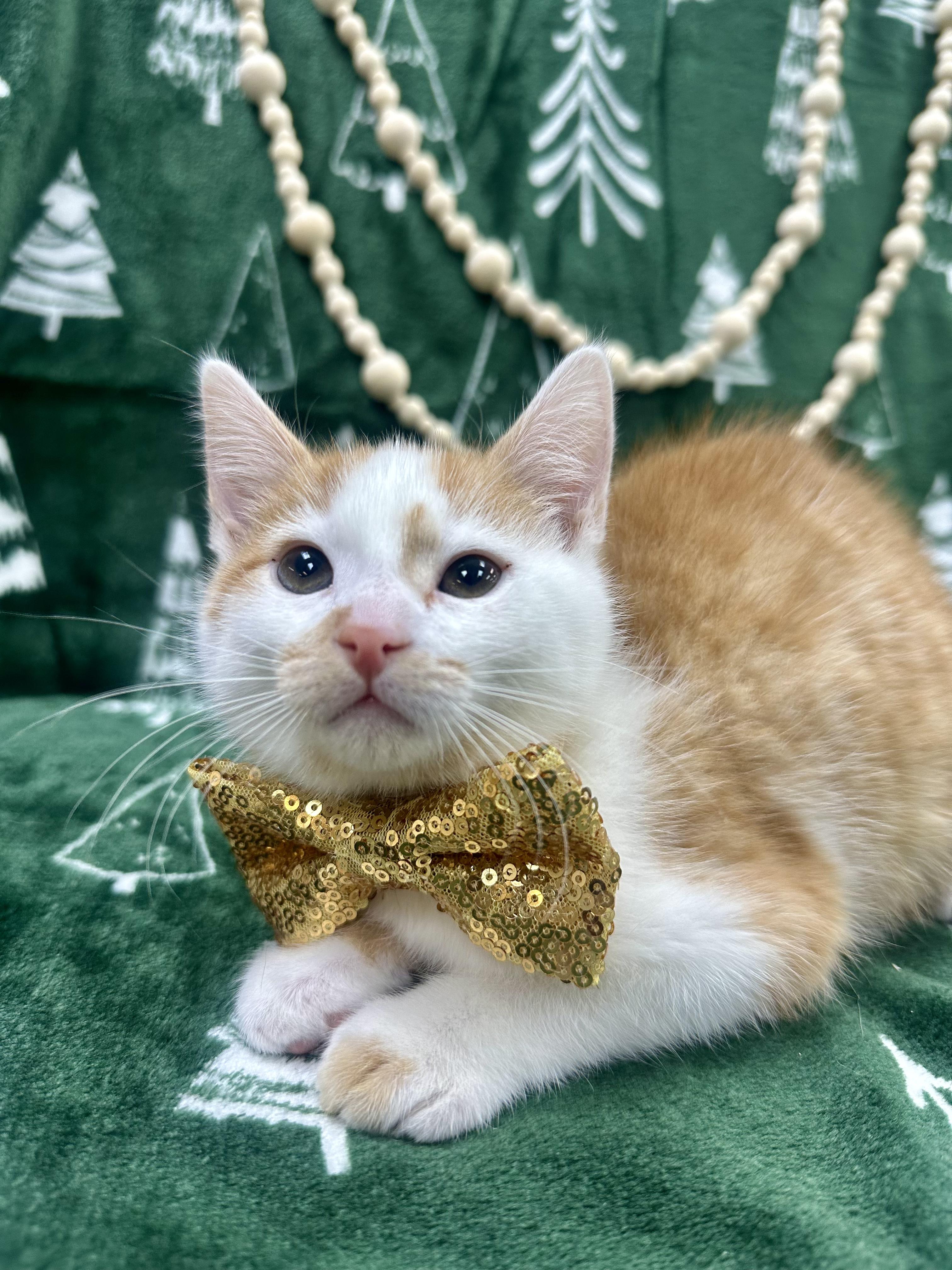 Enlarge Oak, a ADOPTABLE Domestic Short Hair in Columbus, OH image 6/6