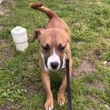 Hansel, a ADOPTABLE Mixed Breed in Lansing, MI image 4/4