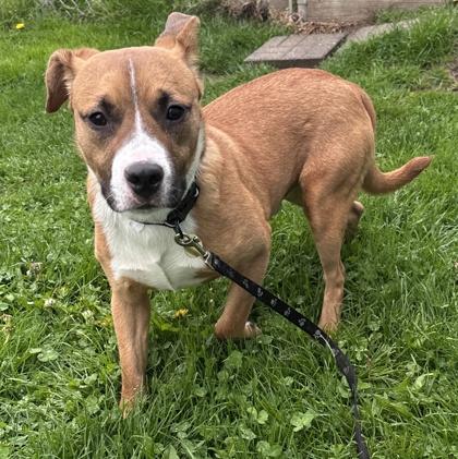 Hansel, a ADOPTABLE Mixed Breed in Lansing, MI image 1/4