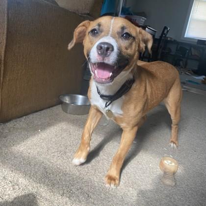 Hansel, ADOPTABLE, Young Male Mixed Breed.