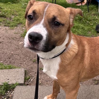 Hansel, a ADOPTABLE Mixed Breed in Lansing, MI image 2/4
