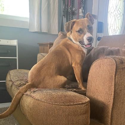 Enlarge Hansel, a ADOPTABLE mixed breed in Lansing, MI image 2/6