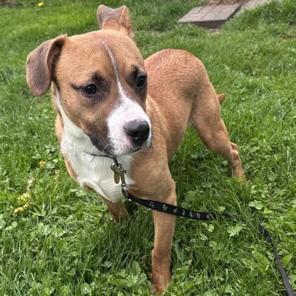 Hansel, a ADOPTABLE Mixed Breed in Lansing, MI image 3/4