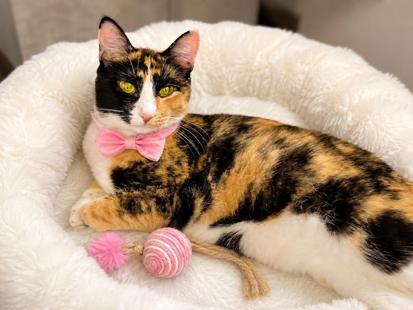 Enlarge Rose, a Adoptable Calico in Mount Laurel, NJ image 1/1