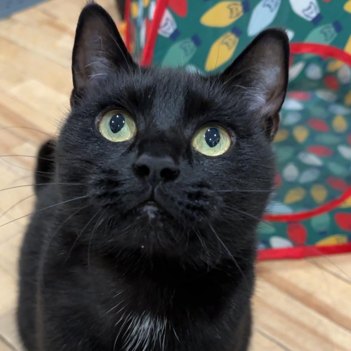 Zoe, ADOPTABLE, Adult Female Domestic Short Hair.