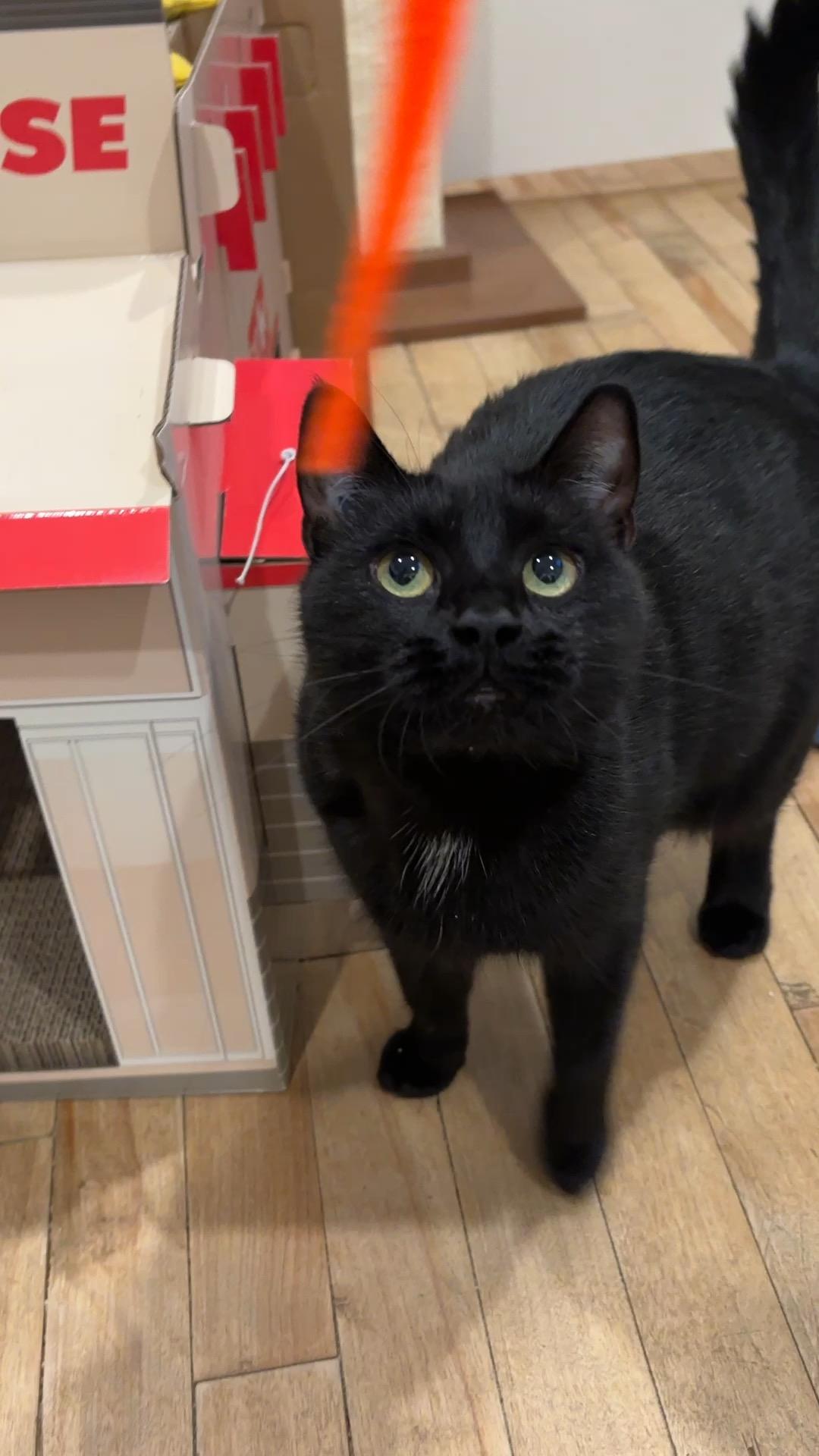 Zoe, a ADOPTABLE Domestic Short Hair in Langley, BC image 2/2