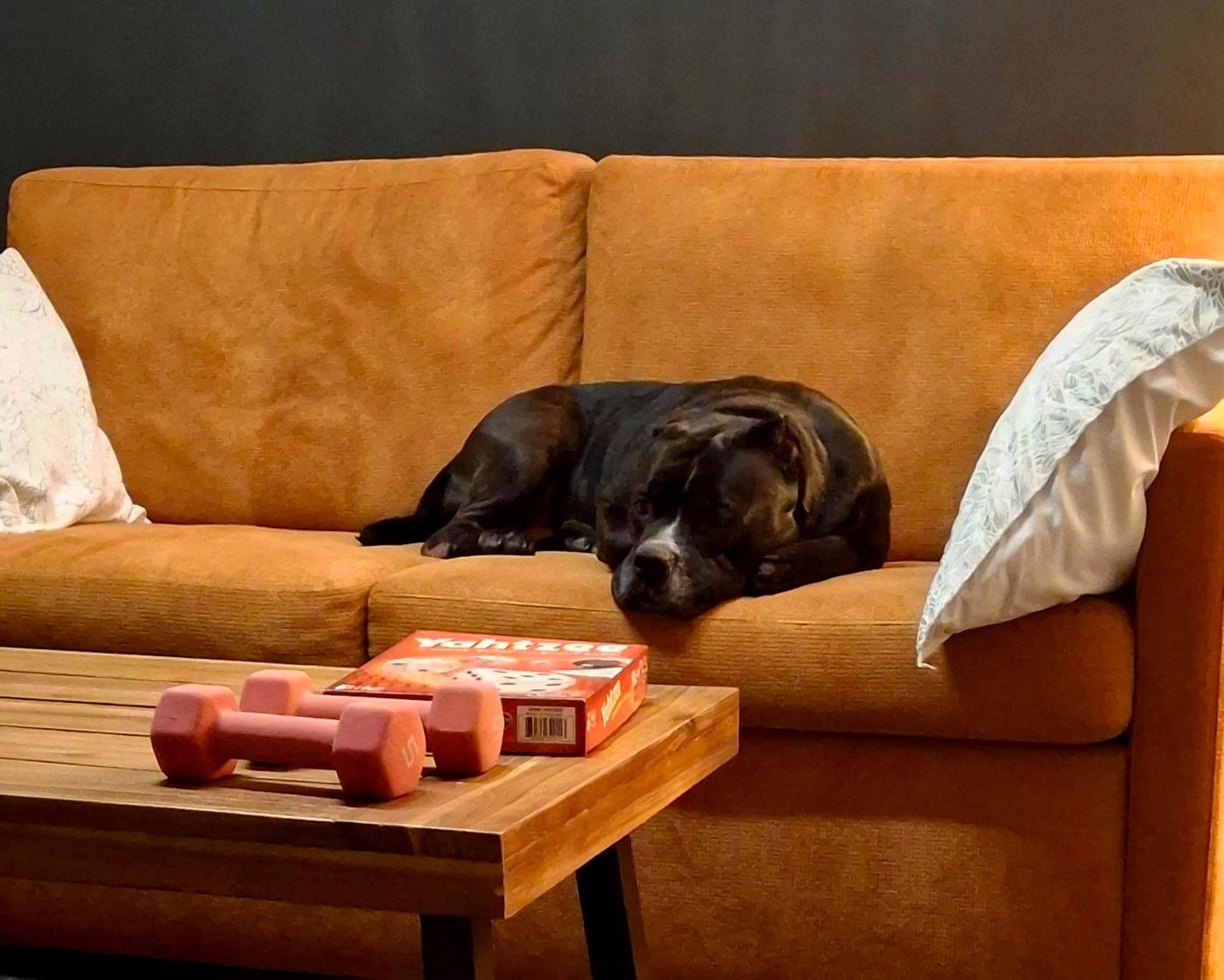 Enlarge Pepper, a Adoptable Mixed Breed in Vassalboro, ME image 3/5